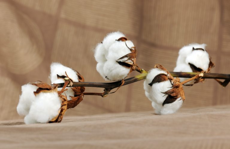 Branch of cotton